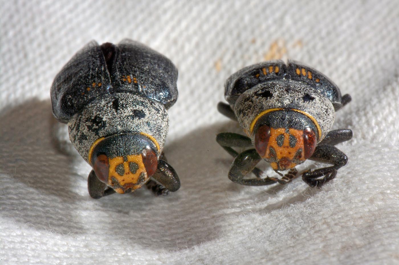 Buprestidae: Buprestis sp.? S, B. cupressi